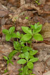 Licorice bedstraw